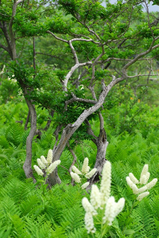 e0009147_18121298.jpg