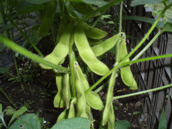 f0130894_2105917.jpg
