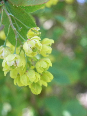 e0046112_135320.jpg