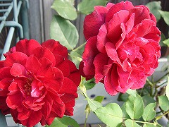 f0054421_2317379.jpg