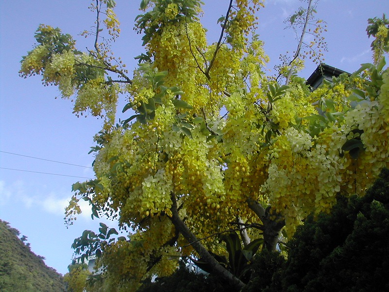 e0062635_11114460.jpg