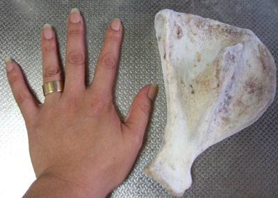 f0008935_160090.jpg