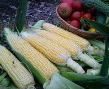 f0088647_8484522.jpg