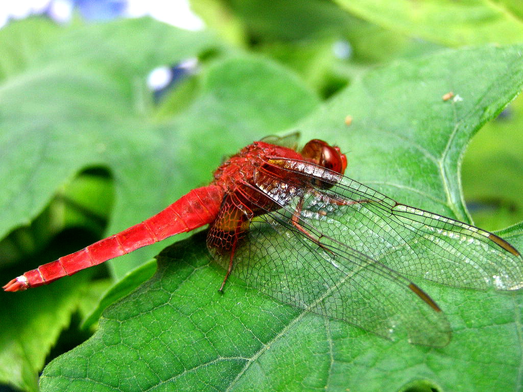 e0064158_14664.jpg
