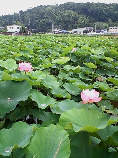 f0020662_1831780.jpg