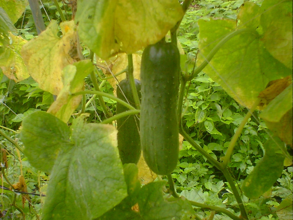 d0040076_1748421.jpg