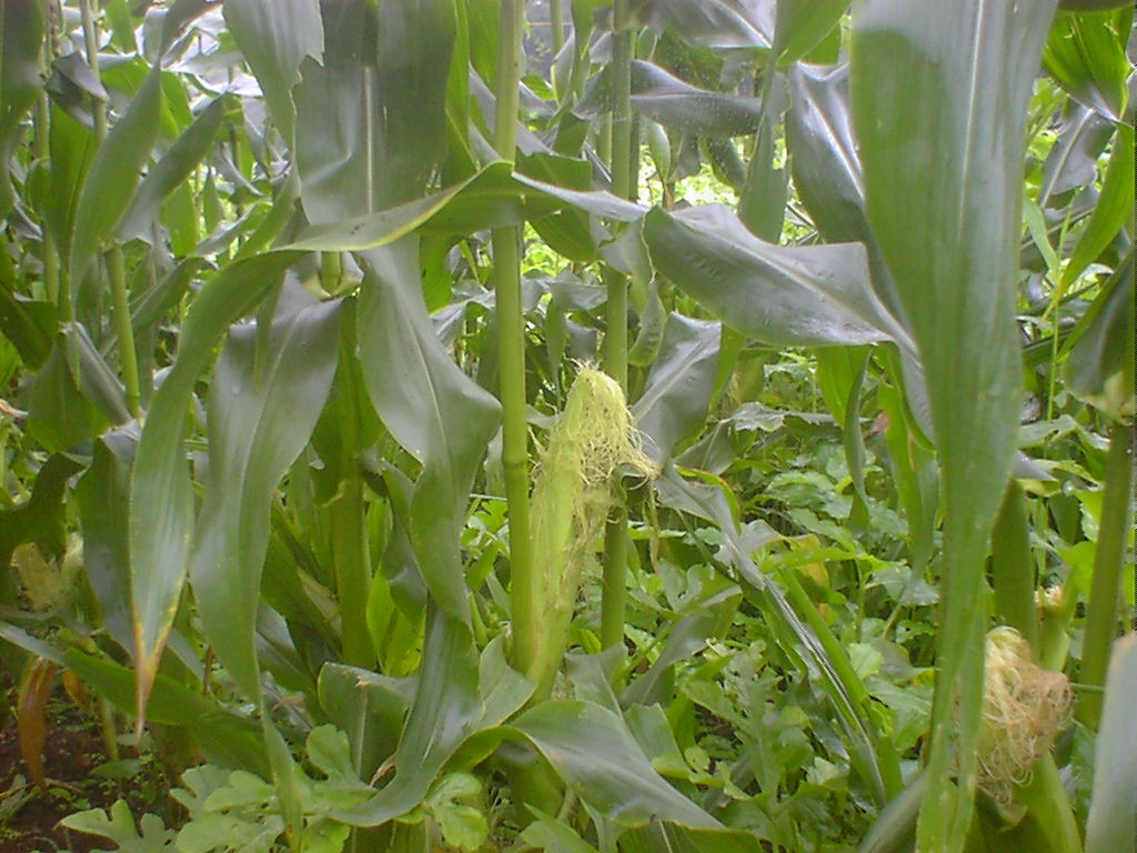 d0040076_17564295.jpg