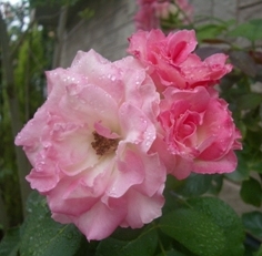e0069481_2231435.jpg