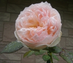 e0069481_2263225.jpg