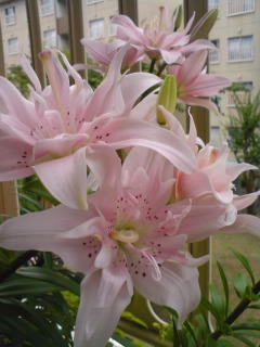 c0035386_2111526.jpg