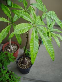 e0024903_1325448.jpg
