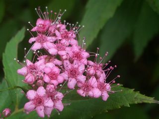b0061107_1547238.jpg