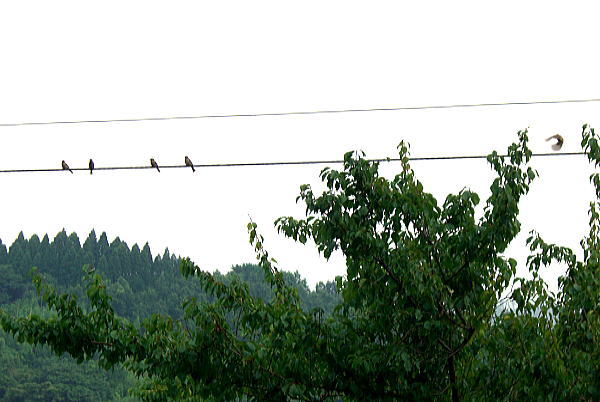 d0070316_851562.jpg
