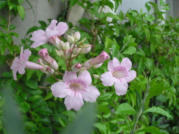 f0128723_07223.jpg