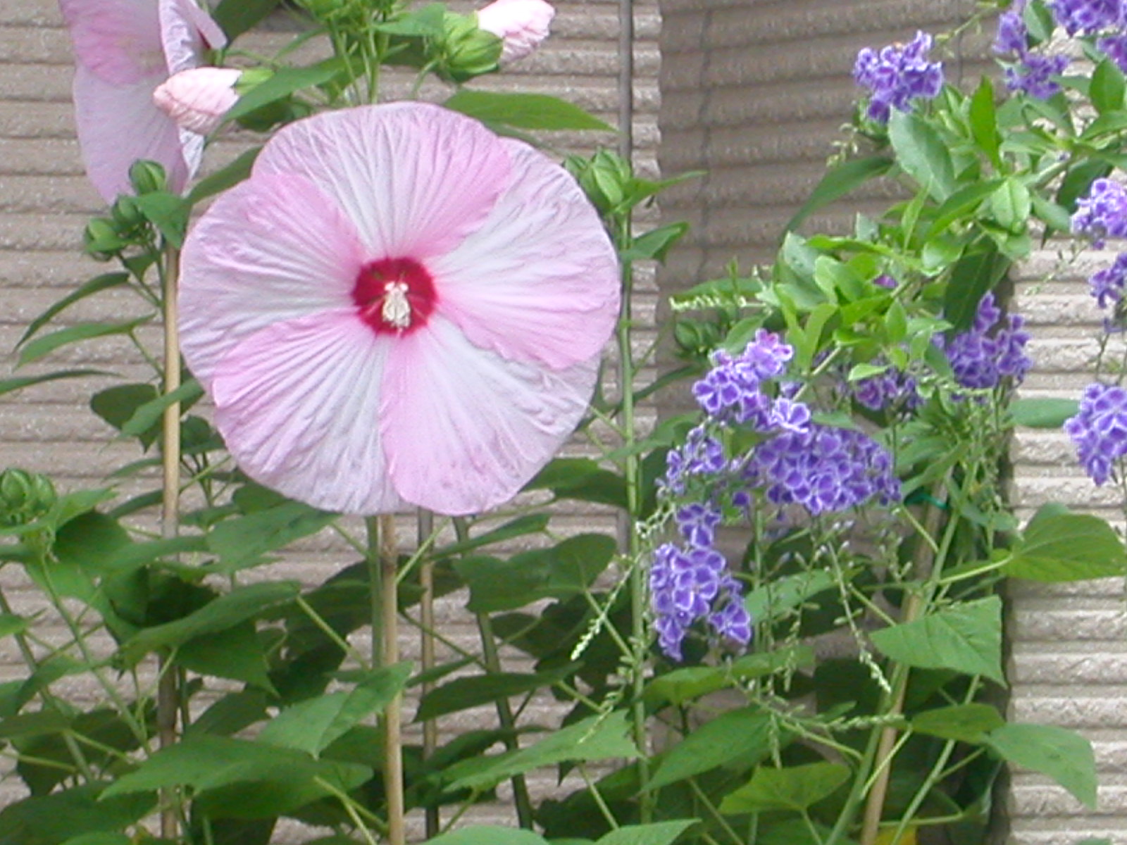 e0033229_1716239.jpg