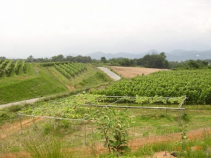 d0014133_138957.jpg