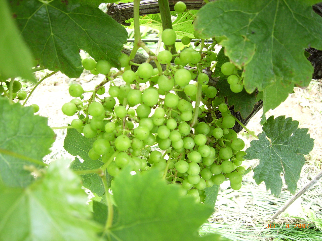 d0014133_1394728.jpg