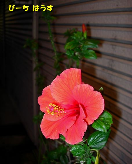 a0095546_156166.jpg