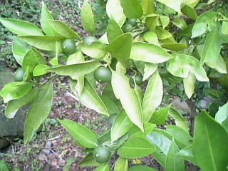 c0017259_1818698.jpg
