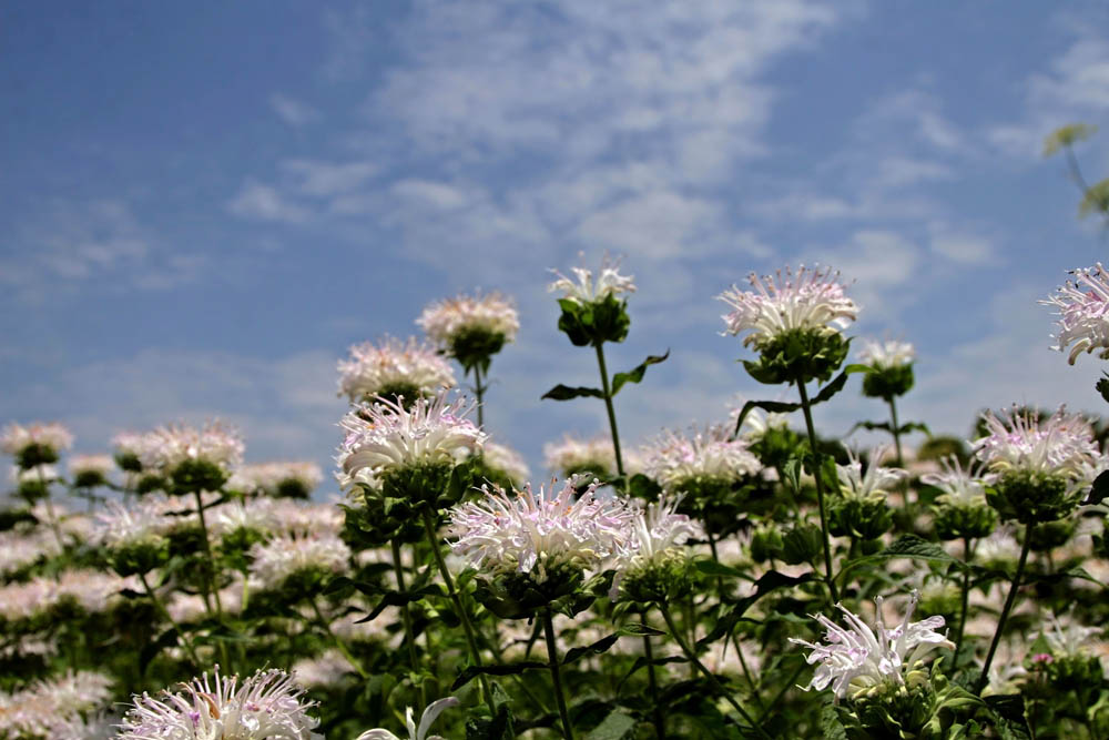 a0083081_15281679.jpg