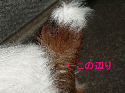 c0117383_17202963.jpg