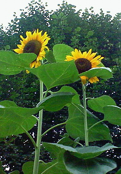 e0040602_2284262.jpg