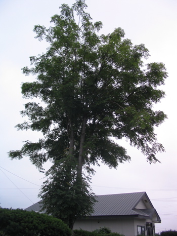 e0111220_2264444.jpg