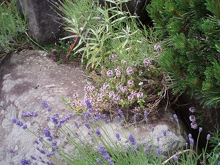 e0004756_17105747.jpg