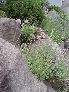e0004756_1792651.jpg