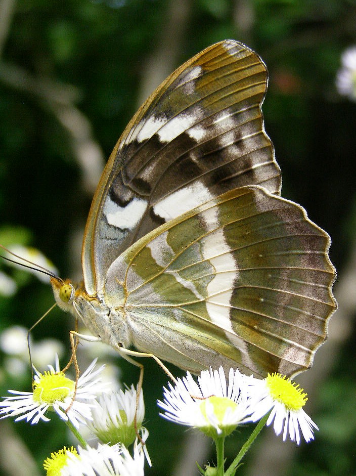 e0064158_1101239.jpg