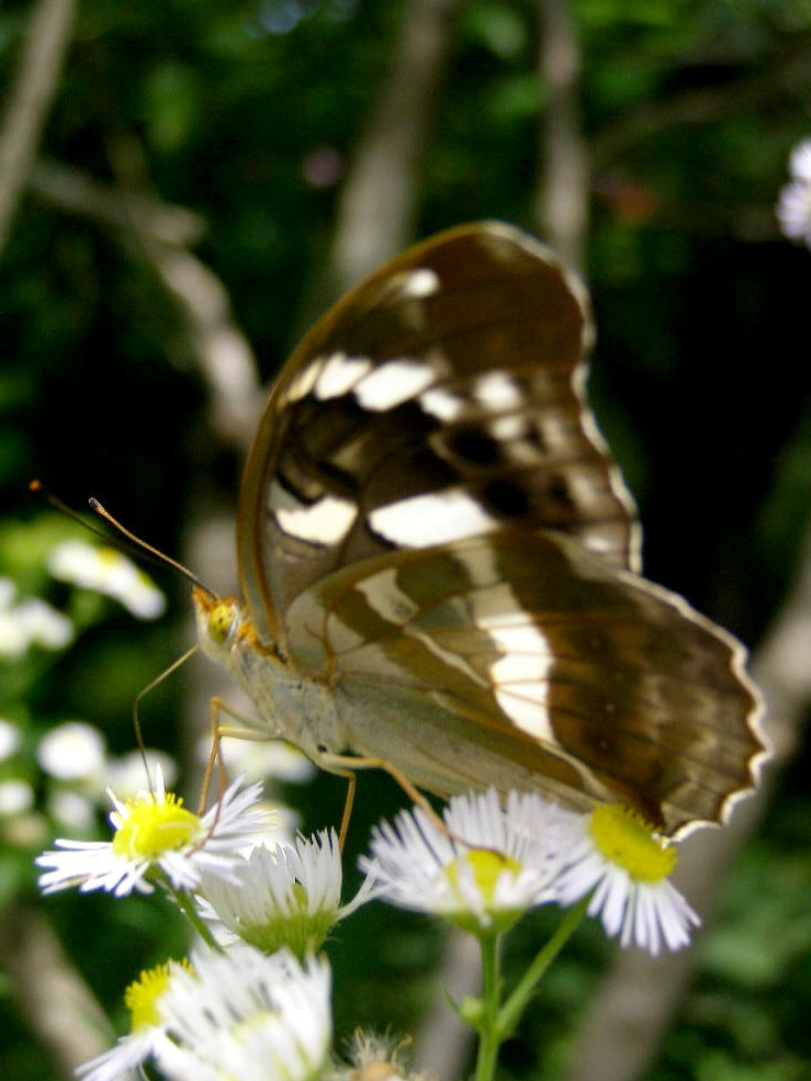 e0064158_1103342.jpg