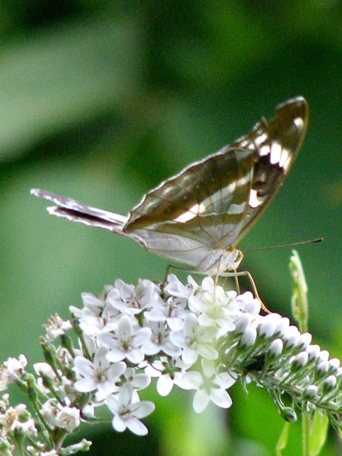 e0064158_112420.jpg