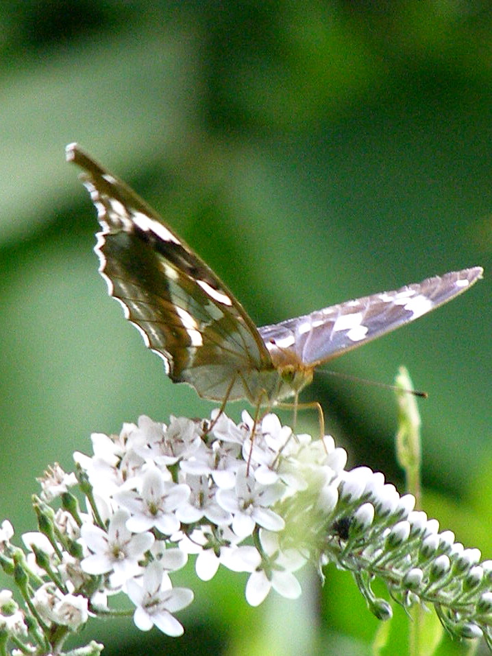 e0064158_1125215.jpg