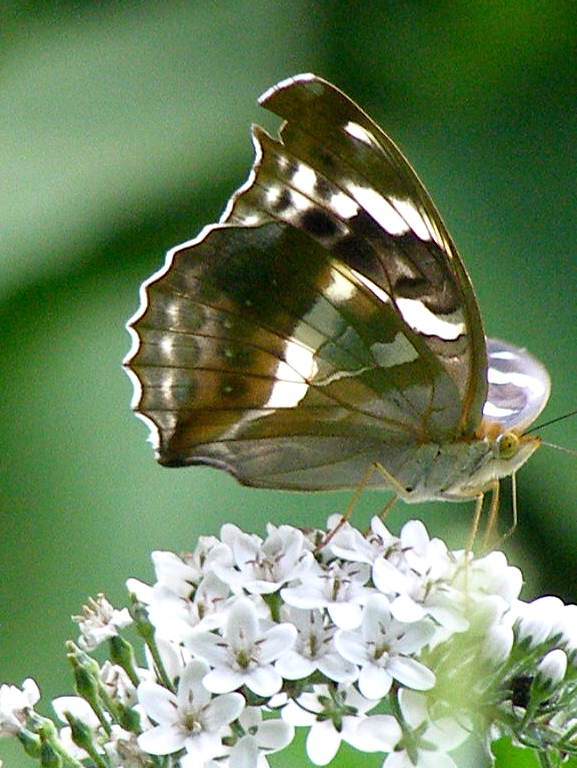 e0064158_1131320.jpg