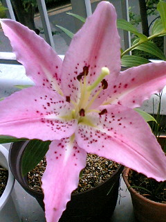 a0064865_15121091.jpg