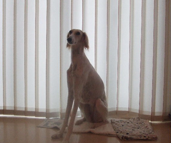 e0003270_22423666.jpg