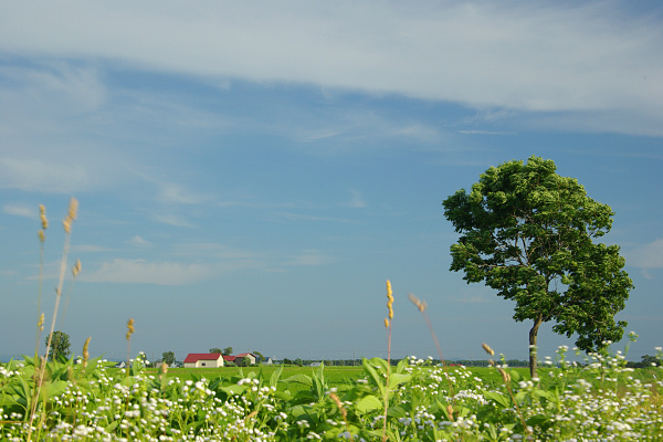 e0051186_083130.jpg