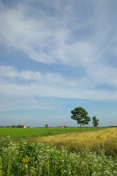 e0051186_083992.jpg