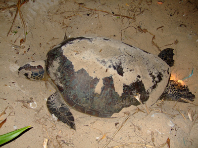 c0073387_7554238.jpg