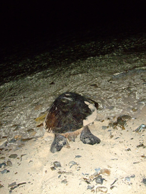c0073387_7562173.jpg