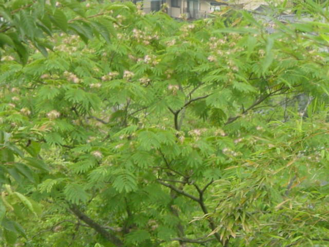 b0083902_20172177.jpg