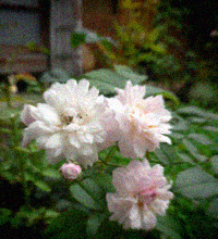 d0077603_10383648.jpg