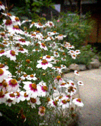 d0077603_10434461.jpg