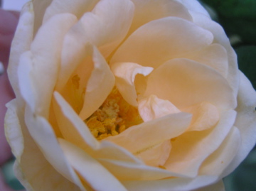 f0128723_21131645.jpg
