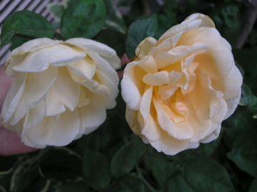 f0128723_21141167.jpg