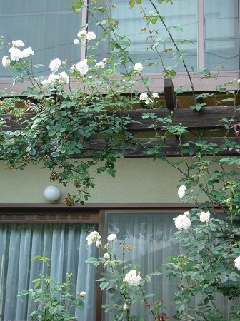 f0060535_9554960.jpg