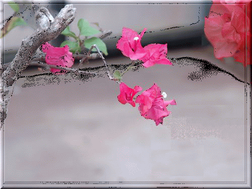 c0106443_2222984.gif