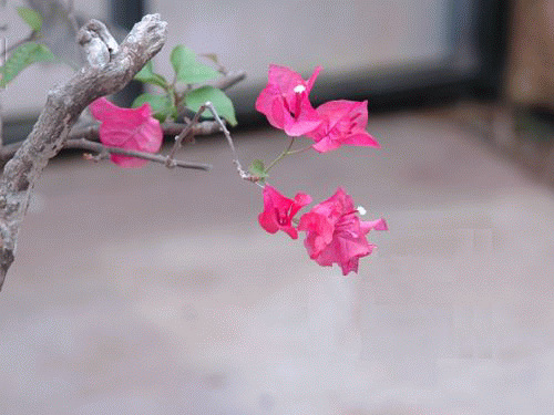c0106443_229387.gif