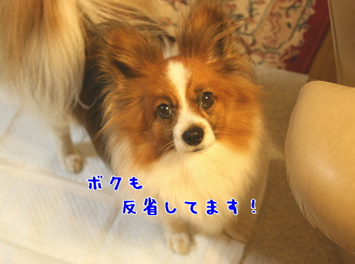 d0013149_1145061.jpg