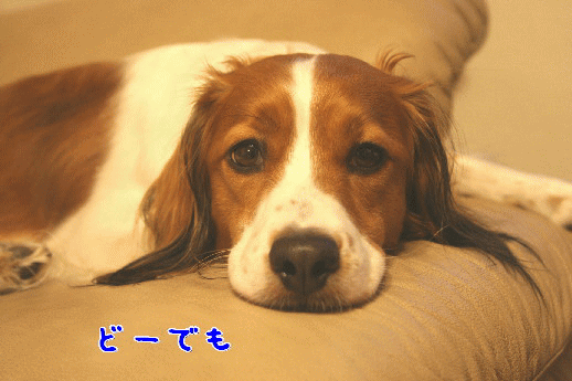 d0013149_159818.gif